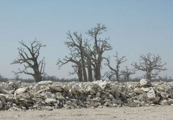 Quelques arbres poussent sur un sol dont on extrait du minerai, Sénégal. milou sénégal minerai blanc opération milan noir