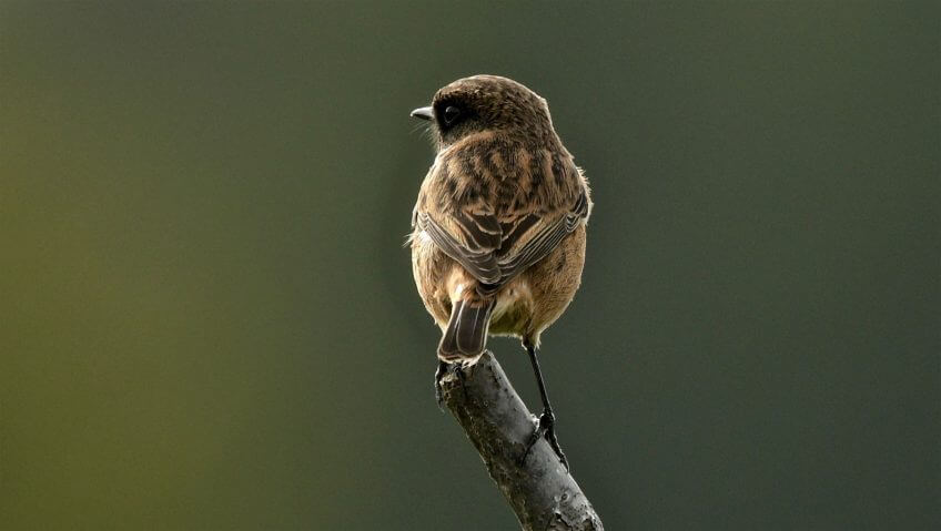Balade de mars, coup de froid - La Salamandre traquet patre femelle oiseau