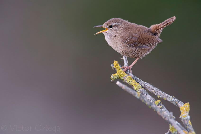 Troglodyte Balade de décembre, au douxième matin - La Salamandre troglodyte