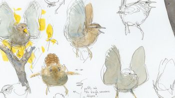 Troglodyte mignon, carnet de terrain de Denis Clavreul