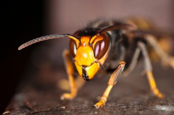 Frelon asiatique (Vespa velutina)