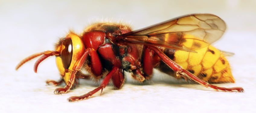 Frelon européen (Vespa crabro) participez eurofrelon frelon européen