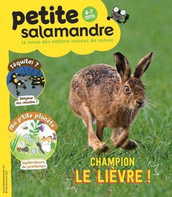 Couverture de La Petite Salamandre n°11