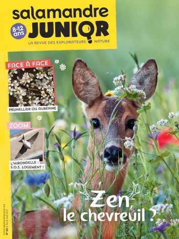 Couverture de La Salamandre Junior n°111