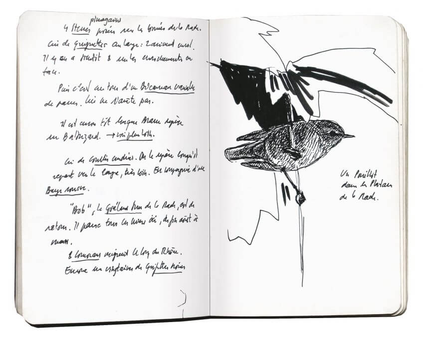 Première étape d'un voyage en suivant les oiseaux migrateurs - La Salamandre carnet route dessin oiseau