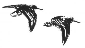 Première étape d'un voyage en suivant les oiseaux migrateurs - La Salamandre dessin oiseau
