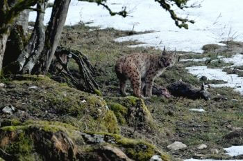 Février 2017. Une mère lynx se nourrit d'une chevrette qu'elle a tuée. Cachés derrière les arbres, ses deux jeunes attendent leur tour pour profiter du festin. En 2 jours, la proie sera consommée jusqu'aux os. / © huguenin-margand.com
