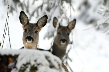 Roux et sveltes en été, les chevreuils ont un tout autre aspect en hiver. L'épais pelage gris-brun les protège du froid et leur confère une silhouette plus robuste.  / © huguenin-margand.com