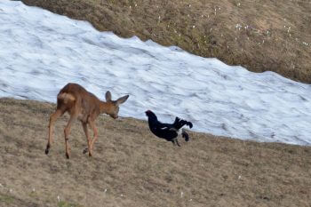 Préalpes suisses, fin mai. Attirée par des tétras lyres qui paradent parmi les crocus, une chevrette curieuse approche un petit coq. Un court face à face bien insolite! / © huguenin-margand.com