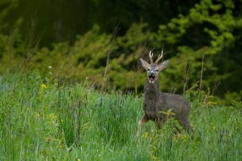 Alarmé ou dérangé, le chevreuil aboie. Saviez-vous que lorsqu'il lance son cri guttural il relève la langue? / © huguenin-margand.com