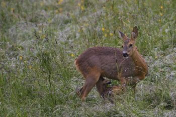 En 2016, d'importantes pluies printanières ont retardé la fauche de la grande prairie devant chez moi. Pour la première fois, j'ai ainsi pu observer l'allaitement des faons nouveau-nés. Une scène inoubliable!  / © huguenin-margand.com