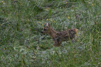 Pour sécher son faon trempé par cette météo maussade, sa mère l'a longuement léché. / © huguenin-margand.com