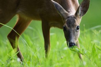 En observant régulièrement le chevreuil, j'ai remarqué avec quelle délicatesse il se nourrit. Le choix des herbes ou des feuilles n'est jamais le fruit du hasard! / © huguenin-margand.com