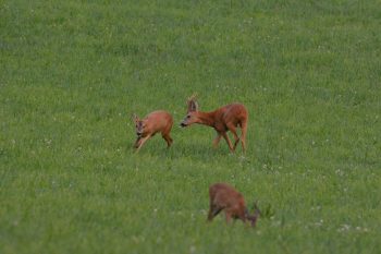 En été, l’heure est aux amours : disputes territoriales, violents combats ou folles courses-poursuites entre mâle et femelle… En me mettant à l'affût en fin de journée, je sais que le spectacle est garanti.  / © huguenin-margand.com