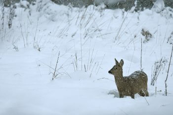 Les hivers enneigés sont très éprouvants pour le chevreuil. Lorsqu’il doit courir pour fuir un danger, il s’épuise rapidement car ses pattes fines s’enfoncent dans l’épaisse couche de neige. Restons sur les chemins pour ne pas le fatiguer inutilement !  / © huguenin-margand.com
