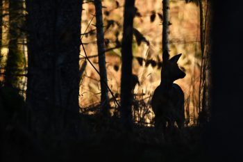 Bien qu'il fréquente les lisières, les friches ou même les champs cultivés, le chevreuil est avant tout un forestier. J'aime beaucoup me mettre à l'affût dans les bois: si son observation y est souvent plus difficile, les jeux d'ombre et lumière offrent des ambiances magiques. / © huguenin-margand.com