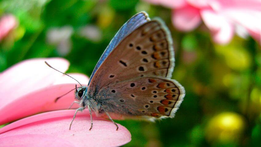 Les papillons du Jura dans un livre - La Salamandre papillon argus