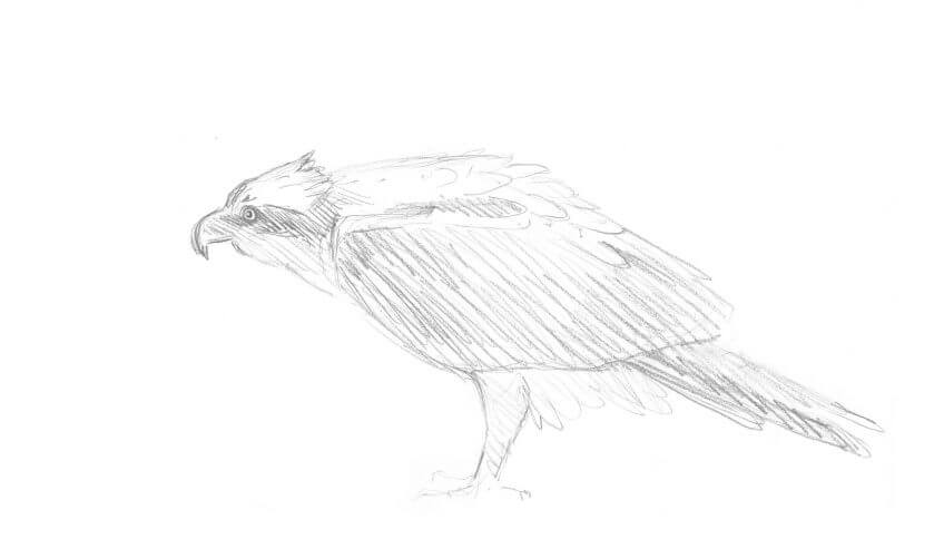 Septième étape d'un voyage en suivant les oiseaux migrateurs - La Salamandre dessin balbuzard