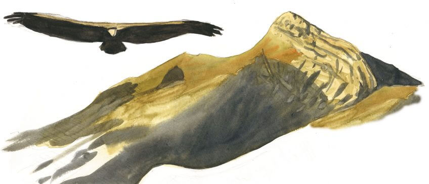 Bondrées, cigognes, busards... Les migrateurs défilent, accompagnés par un vautour fauve. Deuxième étape d'un voyage en suivant les oiseaux migrateurs - La Salamandre dessin