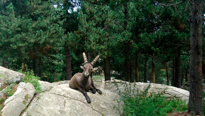 Le bouquetin ressuscité  dans les Pyrénées ? - La Salamandre