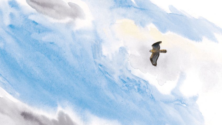 dessin rapace Deuxième étape d'un voyage en suivant les oiseaux migrateurs - La Salamandre