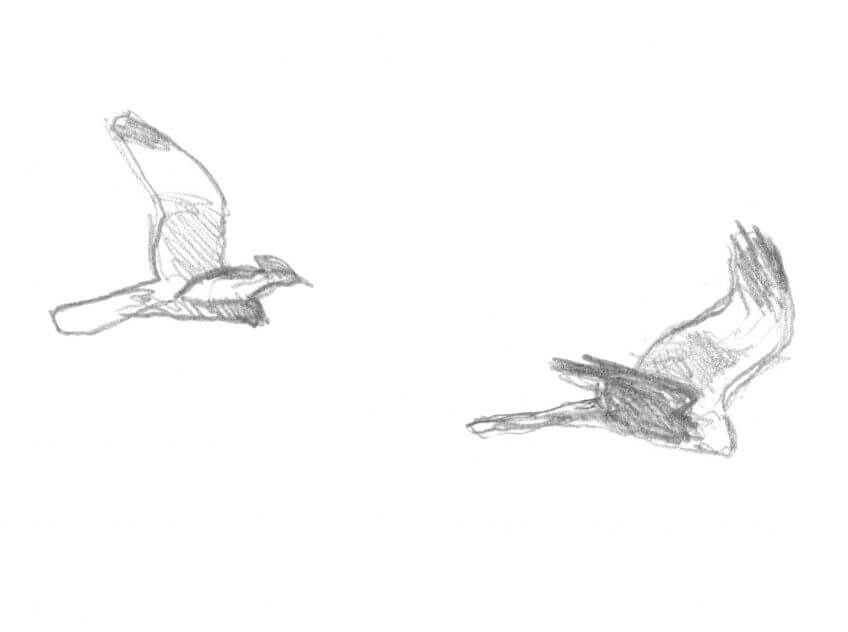 Deuxième étape d'un voyage en suivant les oiseaux migrateurs - La Salamandre oiseau dessin