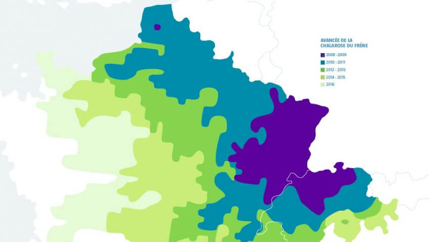 La chalarose du frêne, avancée de la maladie - La Salamandre carte