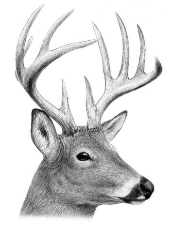 Cerf de Virginie Chevreuil vs cerf - La Salamandre dessin