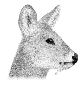 Cerf d’eau ou hydropote  Chevreuil vs cerf - La Salamandre dessin