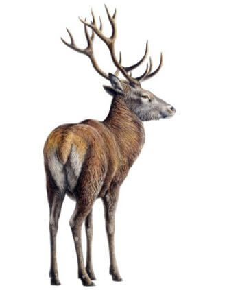 Dessin de cerf élaphe