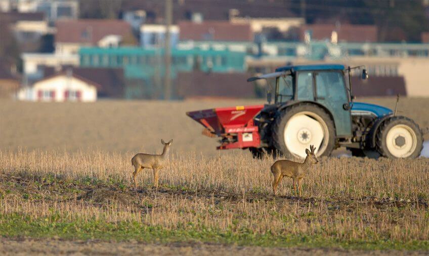 Ces chevreuils semblent habitués à la présence du tracteur.  Quand le chevreuil passe du bois au blé - La Salamandre tracteur champ