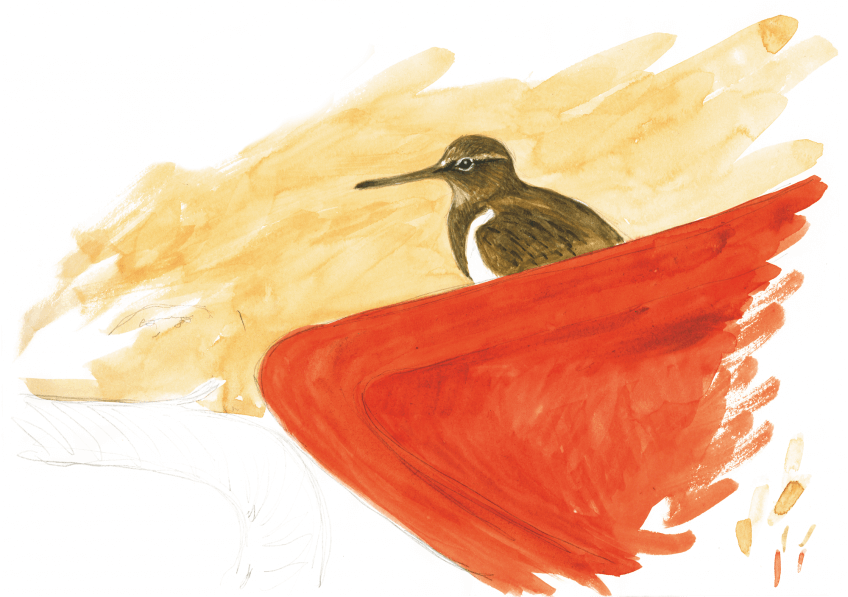 Chevalier guignette Troisième étape d'un voyage en suivant les oiseaux migrateurs - La Salamandre dessin chevalier