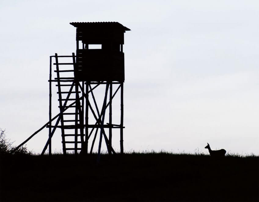 Chevreuil Le chevreuil et l'homme, une alliance tourmentée - La Salamandre tour