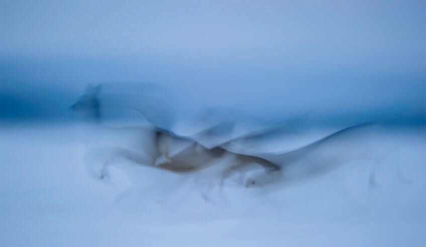 Chevreuil Le chevreuil et l'homme, une alliance tourmentée - La Salamandre flou mouvement