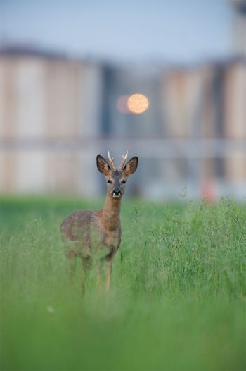 Chevreuil Le chevreuil et l'homme, une alliance tourmentée - La Salamandre