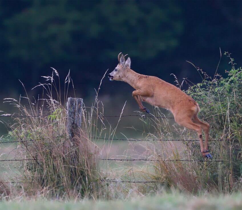 Chevreuil Le chevreuil et l'homme, une alliance tourmentée - La Salamandre saut