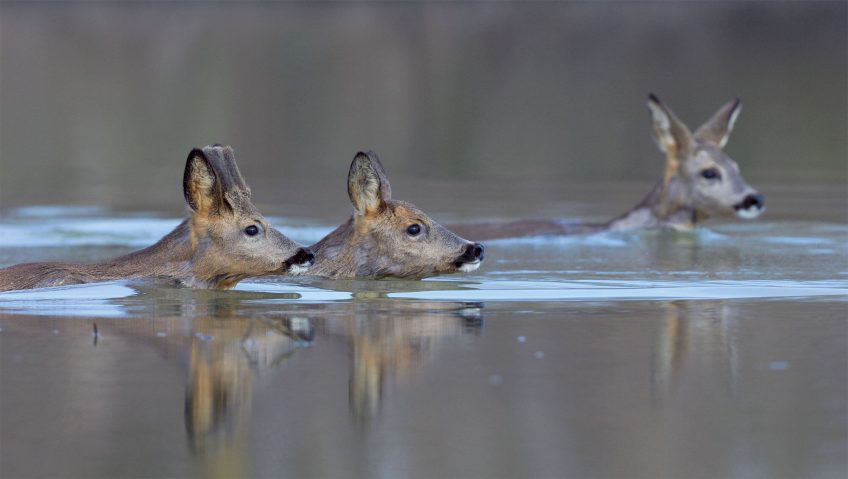 Le chevreuil et l'homme, une alliance tourmentée - La Salamandre harde nage