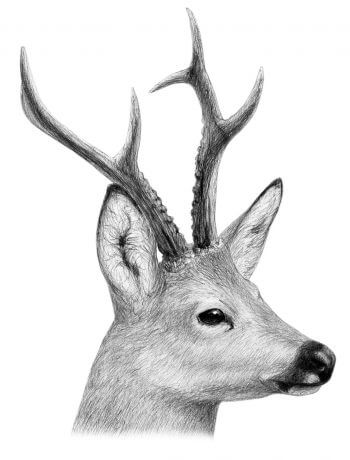 Chevreuil de Sibérie Chevreuil vs cerf - La Salamandre dessin