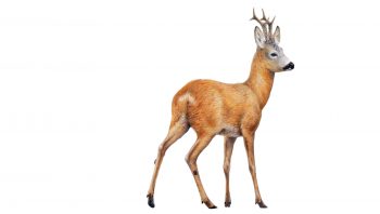 Chevreuil d'Europe Chevreuil d'Europe