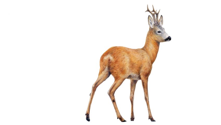 Chevreuil vs cerf - La Salamandre dessin