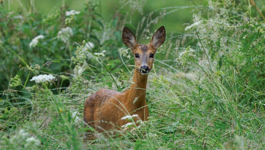 Le chevreuil en 6 chiffres - La Salamandre
