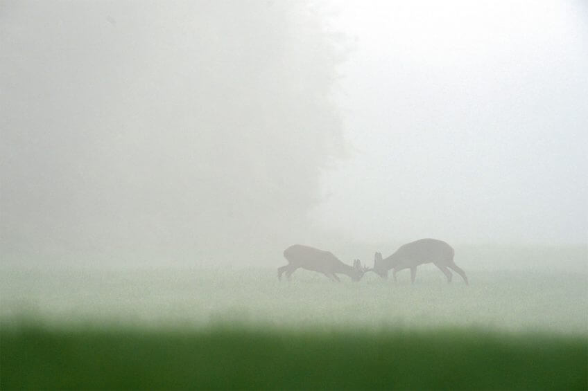 Chevreuils en rut Chaleurs d’été du chevreuil - La Salamandre brume