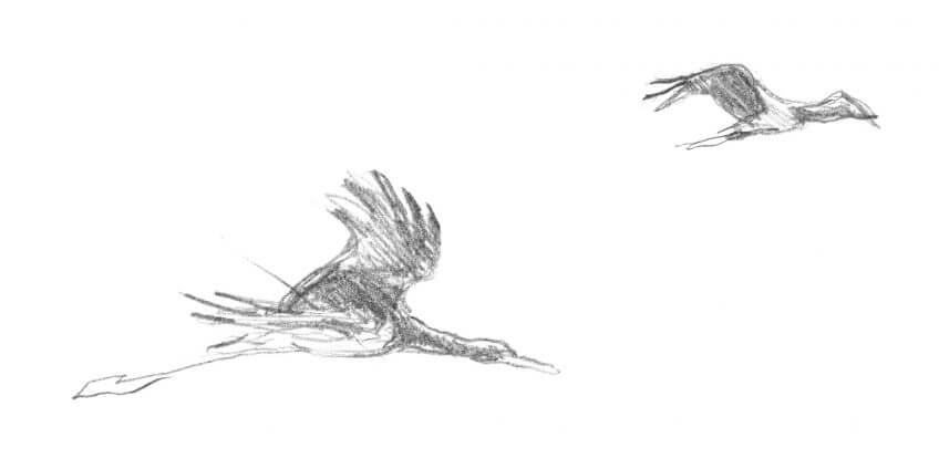 Cigognes noires Deuxième étape d'un voyage en suivant les oiseaux migrateurs - La Salamandre dessin