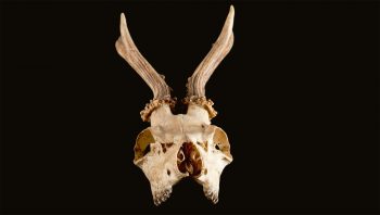 Crâne et bois de chevreuil