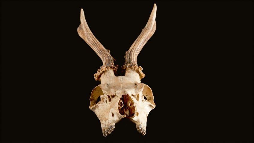 Chevreuil et chasse, le pour et le contre - La Salamandre tête bois crâne