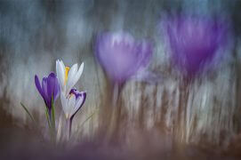 Crocus du printemps / © Marco Zamò