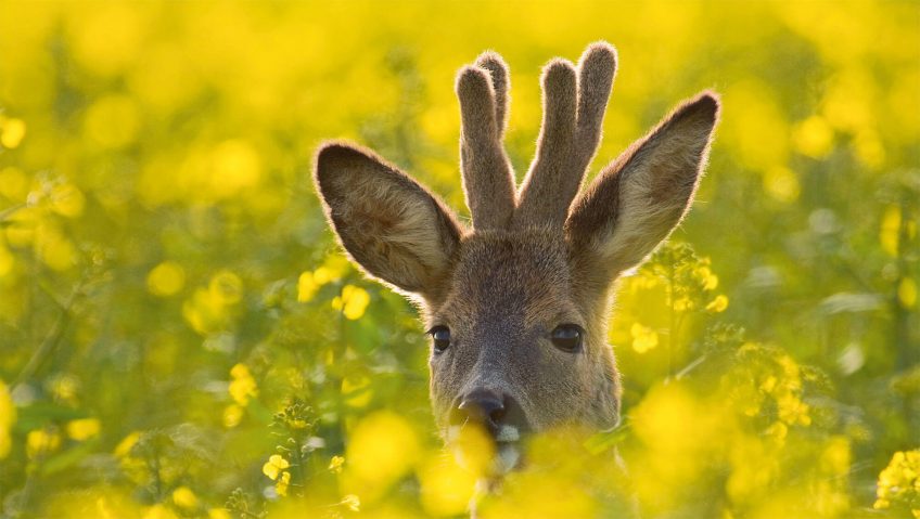 Dans les champs, le chevreuil peut se nourrir de plantes cultivées comme le colza.  Quand le chevreuil passe du bois au blé - La Salamandre fleur jaune velour