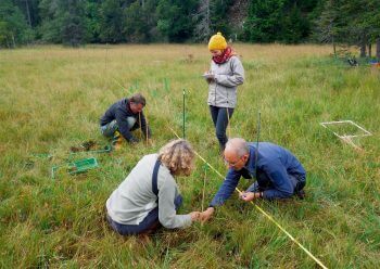 De jeunes pousses cultivées
de saxifrage dorée sont transplantées dans le marais de la Trélasse.  Saxifrage dorée aux soins intensifs - La Salamandre