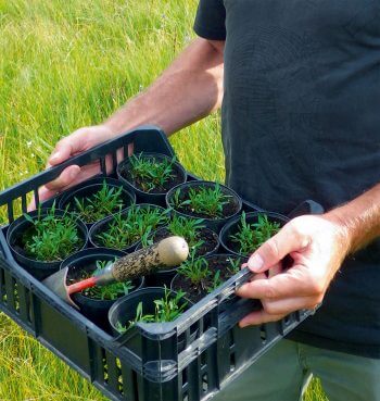 De jeunes pousses cultivées
de saxifrage dorée sont transplantées dans le marais de la Trélasse.  Saxifrage dorée aux soins intensifs - La Salamandre