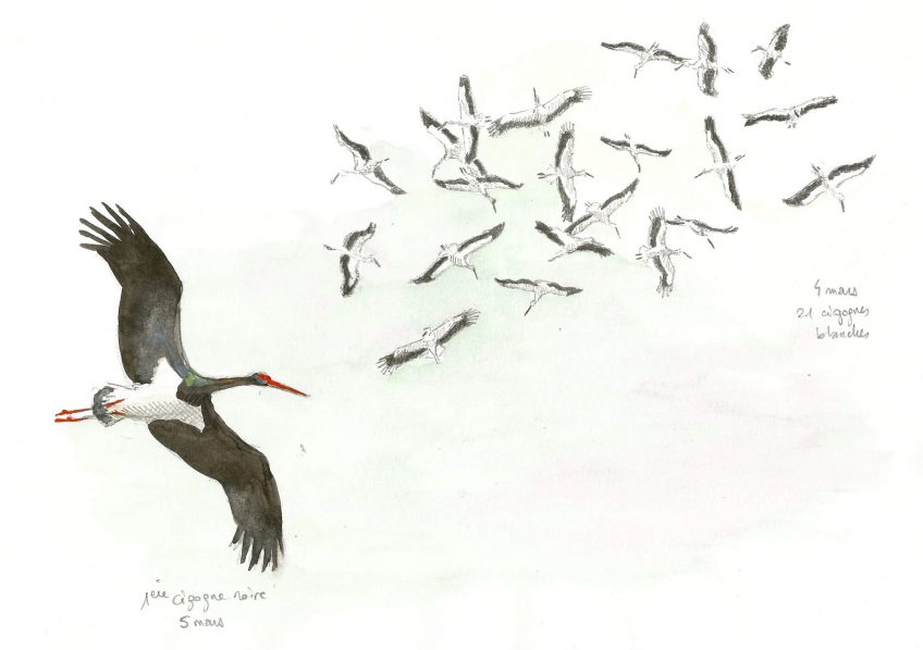 Cigognes dans le vent - La Salamandre